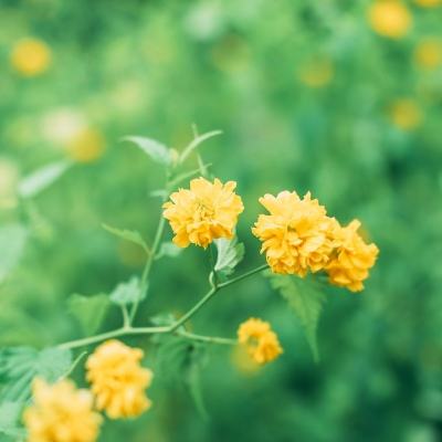 三国逍遥记果盘版下载